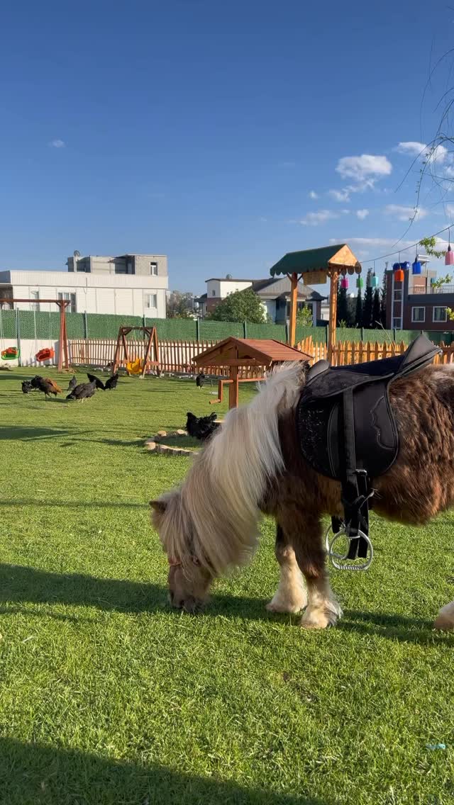 Ana Kampüsümüzün geniş bahçesi ve atımız